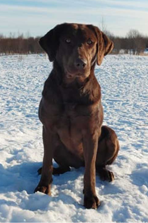 Cecile-femelle-labrador-redshack