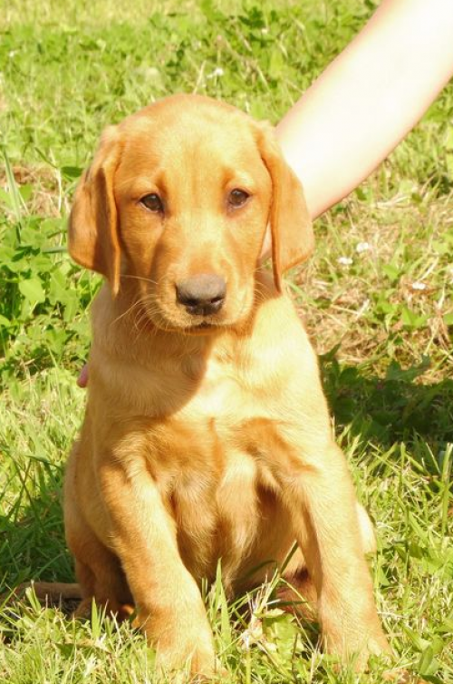 chuck-male-labrador-redshack