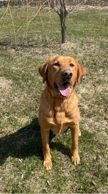 Kiara-femelle-labrador-redshack