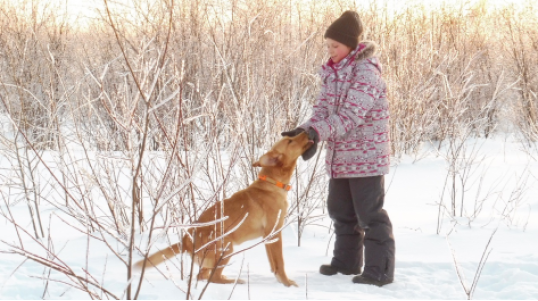 Red Shack Labradors breeding, we are a professional breeding of 100% hunting lineage Labradors.