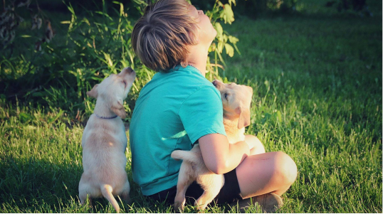 Élevage Red Shack Labradors, nous sommes un élevage professionnel de Labradors lignée 100% chasse.