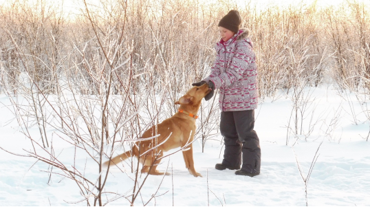 Élevage Red Shack Labradors, nous sommes un élevage professionnel de Labradors lignée 100% chasse.